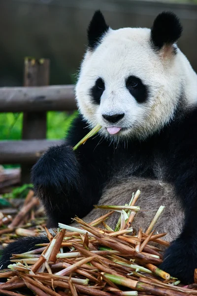 Giant panda bear Sichuan, Chiny — Zdjęcie stockowe