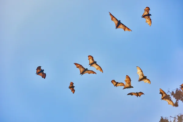 Fruit bats flying Palawan Philippines — Stock Photo, Image