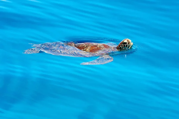 Tortuga marina nadando Filipinas — Foto de Stock