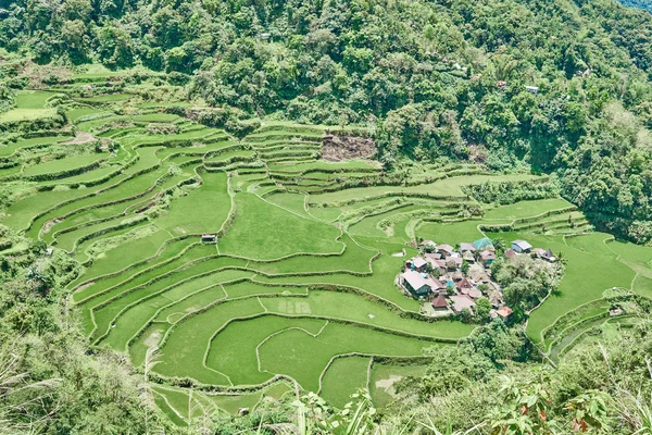Risfält paddy terrass Filippinerna — Stockfoto