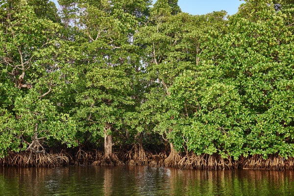 Palawan Filipinas árboles — Foto de Stock