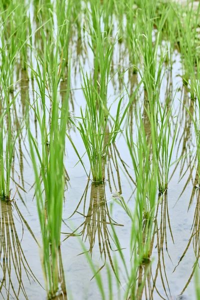 Paddy Teras alanları Türkiye pirinç — Stok fotoğraf