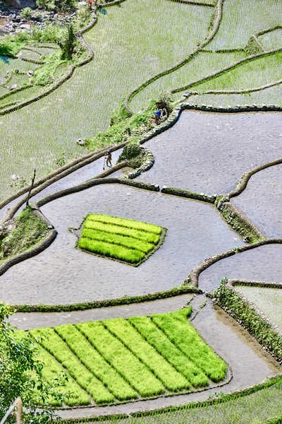 Risaia campi terrazza Filippine — Foto Stock
