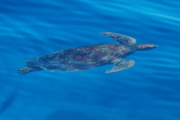 Sea turtle swimming Philippines — Stock Photo, Image