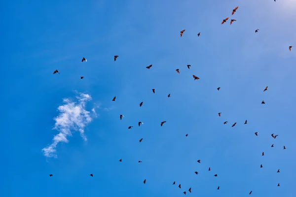 Fruit bats flying Palawan Philippines — Stock Photo, Image