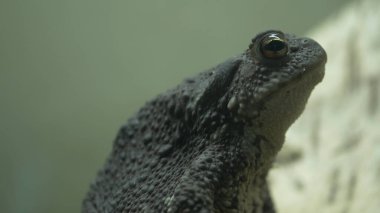 Mission altın gözlü ağaç kurbağası (Trachycephalus resinifictrix), ağaç kurbağasının büyük bir türüdür. Bazen mavi süt kurbağası olarak da bilinir..