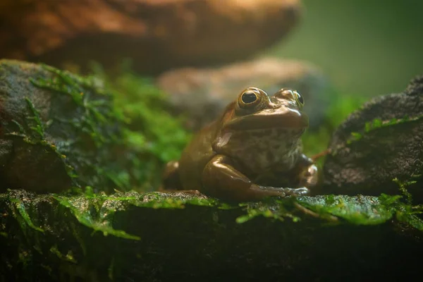 Żaba Drzewna Złotooka Trachycephalus Resinifictrix Jest Dużym Gatunkiem Żaby Arborealnej — Zdjęcie stockowe