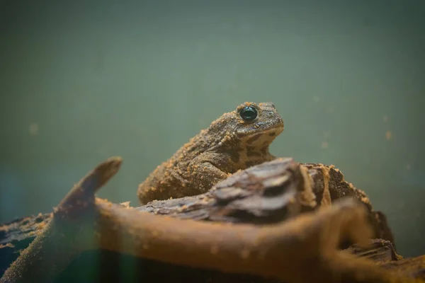 Żaba Drzewna Złotooka Trachycephalus Resinifictrix Jest Dużym Gatunkiem Żaby Arborealnej — Zdjęcie stockowe