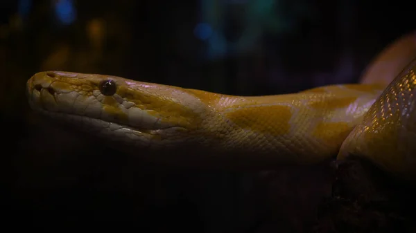 Perfil Perto Pythons Rastejando Sobre Rochas Python Reticulado Amarelo — Fotografia de Stock