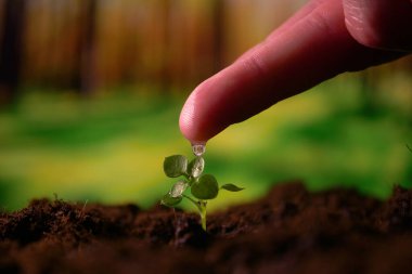 Çiftçinin eli, genç bir bitkiyi yavaş çekimde suluyor. Yeni bir hayat, bir adam elinde bir filiz tutuyor toprakta yaprakları olan, damlalarla ıslanmış.