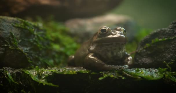 Żaba Drzewna Złotooka Trachycephalus Resinifictrix Jest Dużym Gatunkiem Żaby Arborealnej — Wideo stockowe