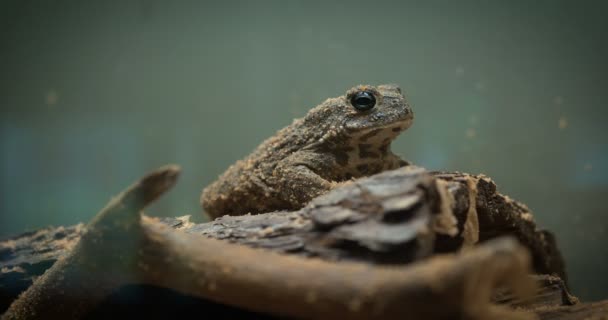 Żaba Drzewna Złotooka Trachycephalus Resinifictrix Jest Dużym Gatunkiem Żaby Arborealnej — Wideo stockowe