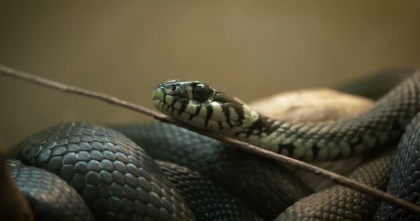 A verdade sobre o vídeo que mostra como cobra caninana selvagem