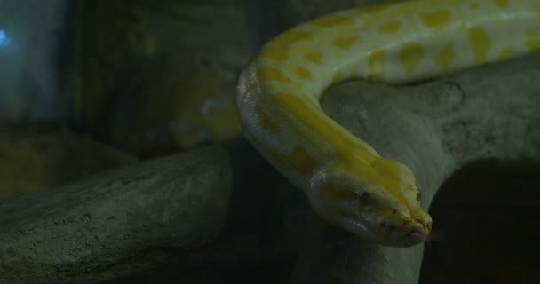 Close Profile Pythons Crawling Rocks Yellow Reticulated Python — Stock Video