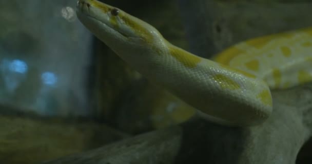 Zbliżenie Profilu Pytonów Pełzających Skałach Żółty Pyton Siatkowy — Wideo stockowe