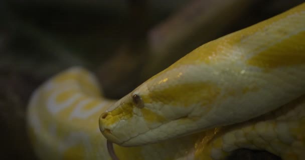 Perfil Cerca Una Pitón Arrastrándose Sobre Rocas Amarillo Pitón Reticulado — Vídeos de Stock