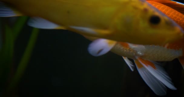 Gouden Vissen Zwemmen Een Aquarium Vissen Het Aquarium — Stockvideo