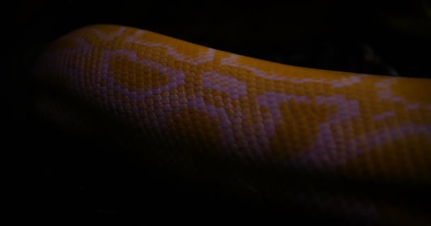 Närbild Profil Pythons Krypa Stenar Gul Reticulated Python — Stockvideo