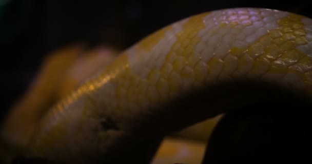 Nahaufnahme Eines Pythons Der Auf Felsen Kriecht Gelber Netzpython — Stockvideo