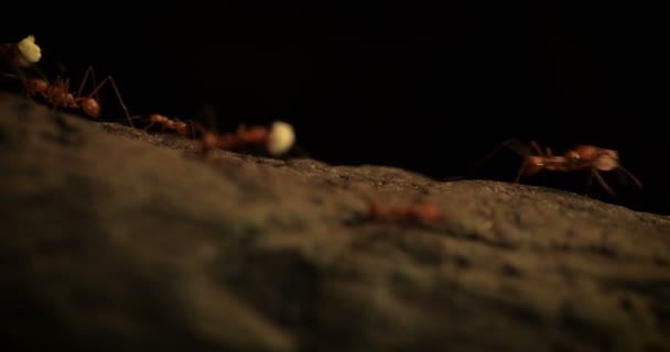白蚁正在树皮上工作 团结合作共创和谐工作 — 图库视频影像