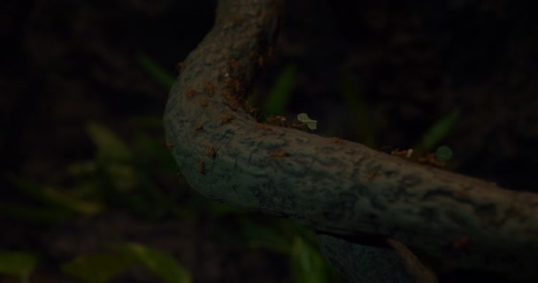 Les Termites Travaillent Sur Écorce Des Arbres Unir Travail Équipe — Video