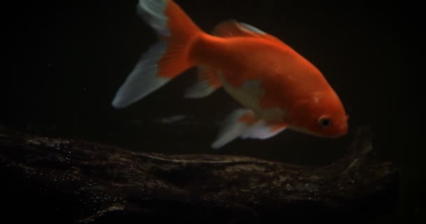 Gouden Vissen Zwemmen Een Aquarium Vissen Het Aquarium — Stockvideo