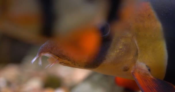 Wspaniałe Ryby Pomarańczowe Czarno Białe Kolory Pływają — Wideo stockowe