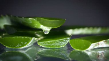 Aloe vera çiçeği ve taze yapraklı krema tenceresi.