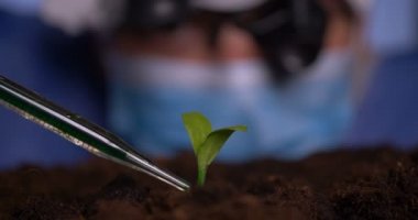 Laboratuar teknisyeni yeşil yaprağı hidroponik serasında dikilirken inceliyor..
