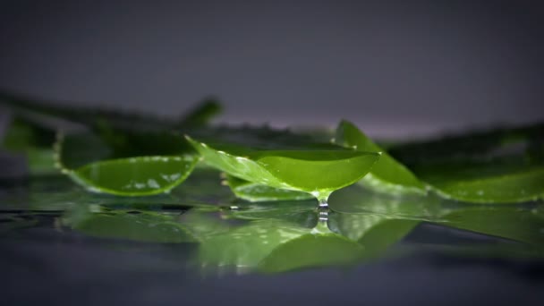 Aloe Vera Flower Cream Pot Fresh Leaf — Stock Video