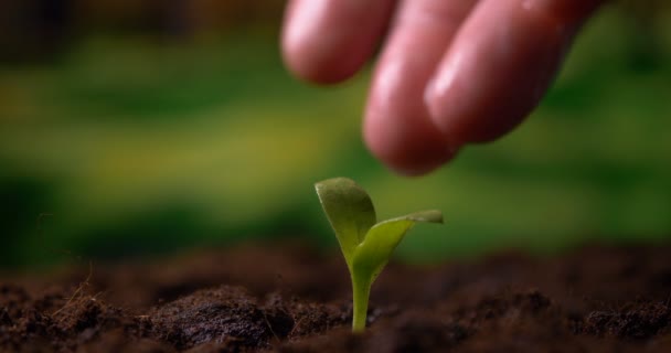 Χέρι Αγρότη Πότισμα Ένα Νεαρό Φυτό Αργή Κίνηση Μια Νέα — Αρχείο Βίντεο