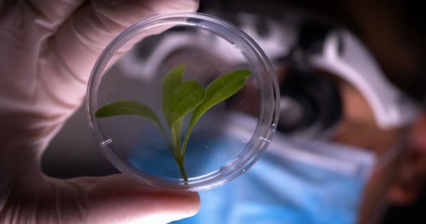 Laboratorietekniker Undersöker Gröna Löv Kolvens Stående Växthus Hydrokultur — Stockvideo