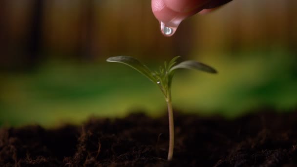 农夫的手在浇灌一株幼小的植物 动作缓慢 一个新生命 一个人手里拿着一株种子 枝叶插在地里 湿透了 — 图库视频影像