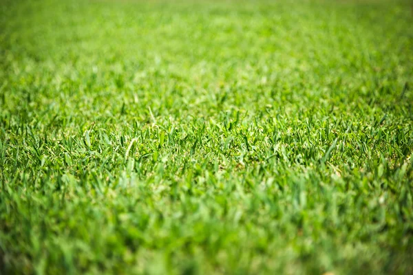 Green grass background — Stock Photo, Image