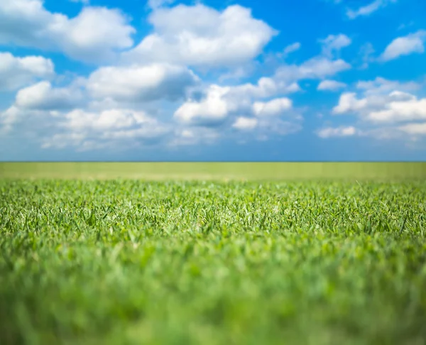 Groen grasveld onder blauwe lucht — Stockfoto