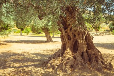 Olive field with big old olive tree roots clipart