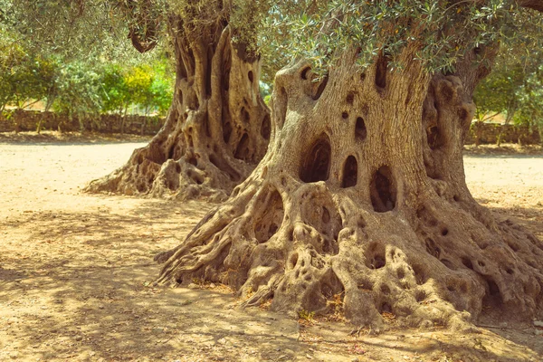 Große alte Olivenbaumwurzeln und Stamm — Stockfoto