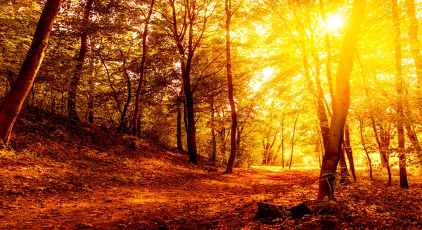 gün batımından woods