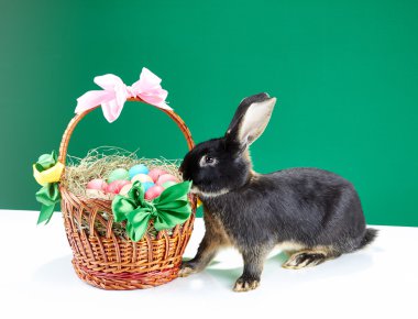 Süslü sepet ve yeşil bir arka plan üzerinde güzel tavşan