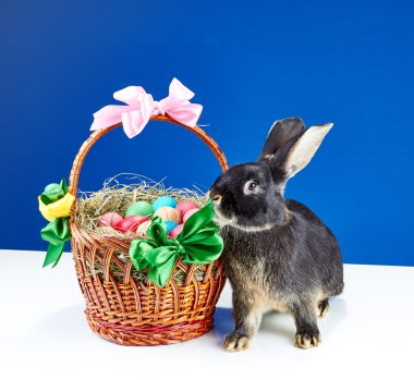 Bir mavi arka plan güzel tavşan ve sepet yumurta ile