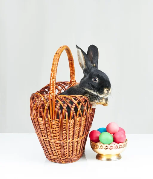 Next to the colorful eggs black bunny in a basket — Stock Photo, Image