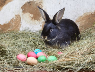 Tavşan Paskalya yumurtaları yakınındaki saman üzerinde yatıyor
