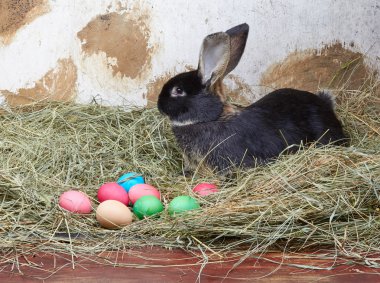 Güzel tavşan yemlik renkli yumurta yanında yatıyor