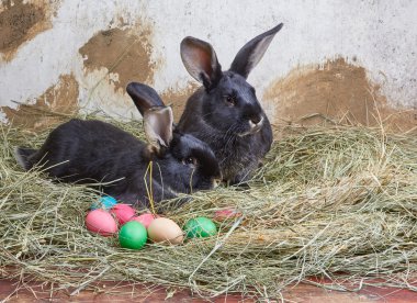 İki siyah tavşan yemlik renkli yumurta yanında yatıyor