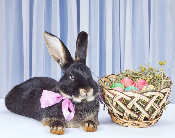 Avec un arc au cou lapin est couché près du panier — Photo