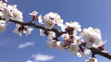 Mavi gökyüzünün arka planında açan kayısı dalları