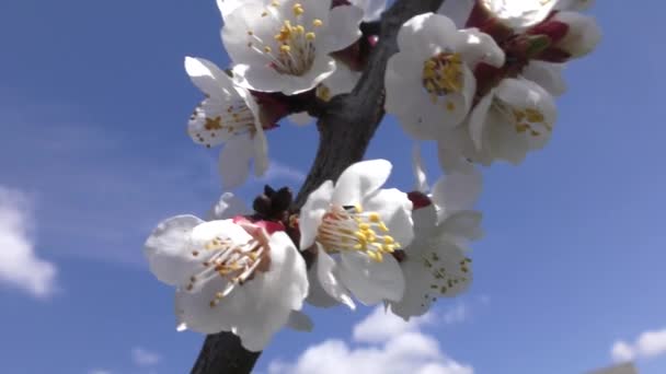 Zweig Blühender Aprikosen Vor Blauem Himmel — Stockvideo