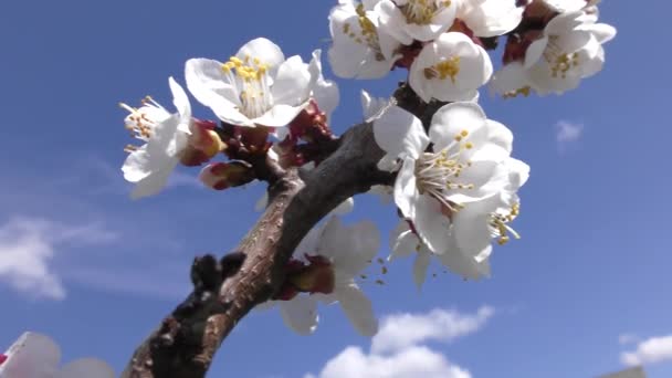 Zweig Blühender Aprikosen Vor Blauem Himmel — Stockvideo