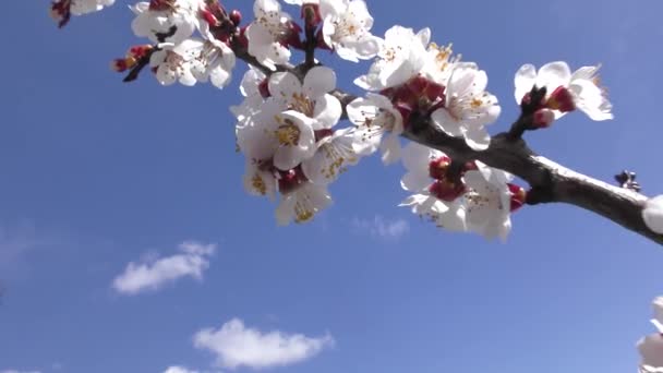 Zweig Blühender Aprikosen Vor Blauem Himmel — Stockvideo