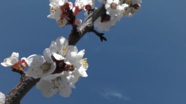 Mavi gökyüzünün arka planında açan kayısı dalları